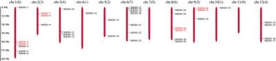 Genome-wide characterization of SOS1 gene family in potato (Solanum tuberosum) and expression analyses under salt and hormone stress